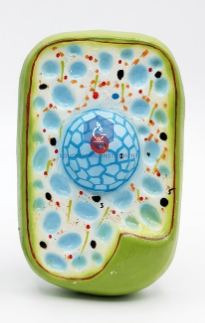 Plant Cell Model